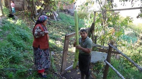 Bartın'da kabağın şaşırtan boyu