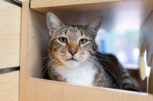 ABD'de tecrit edilen kedi