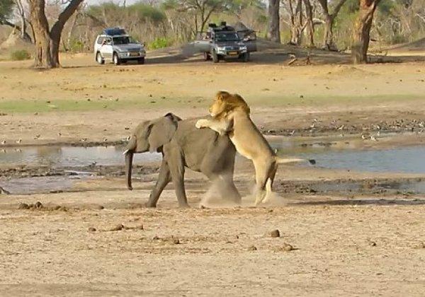 Yavru fil aslanlara yem oldu