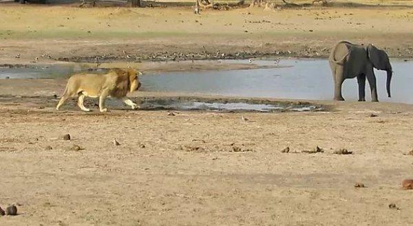 Yavru fil aslanlara yem oldu
