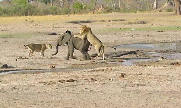 Yavru fil aslanlara yem oldu