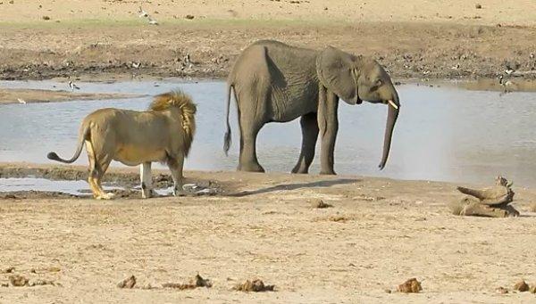 Yavru fil aslanlara yem oldu