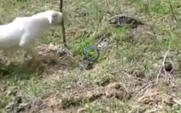 İguanaya kafa tutan köpeğin acıklı sonu