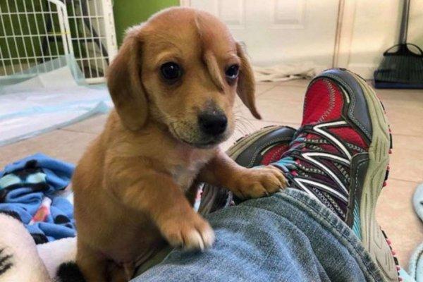 ABD'de bir köpek alnında kuyrukla doğdu