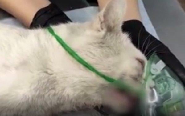 Rusya'da dişleri sökülen kedi için soruşturma açıldı