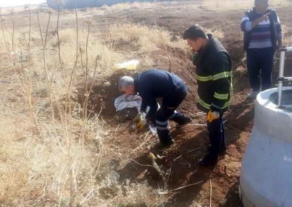 Mardin’de 5 yavru köpeği lağım çukuruna attılar