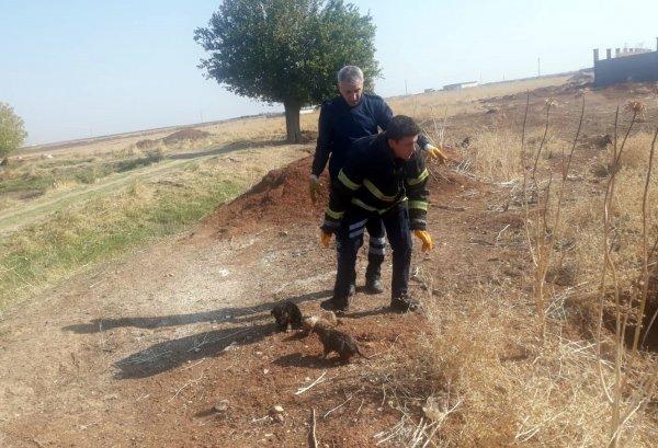 Mardin’de 5 yavru köpeği lağım çukuruna attılar