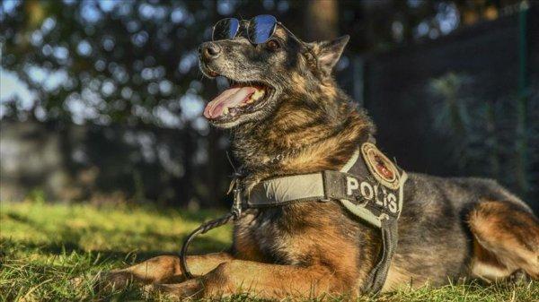 Emniyet müdürlüğünden dedektör köpeğe emeklilik partisi
