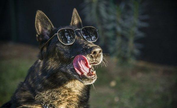 Emniyet müdürlüğünden dedektör köpeğe emeklilik partisi