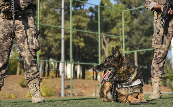 Emniyet müdürlüğünden dedektör köpeğe emeklilik partisi