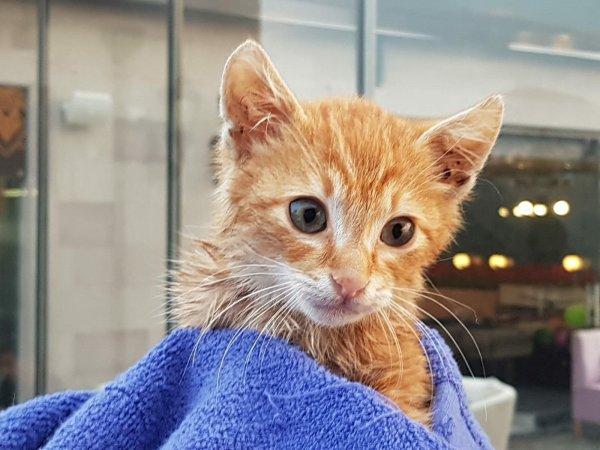 Aydın'da denize düşen yavru kediyi AKUT  kurtardı