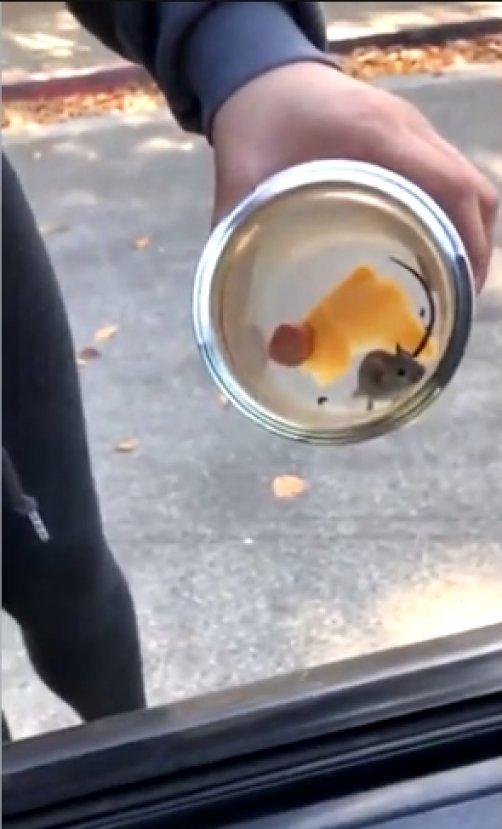 Kadına kabus yaşatan fare