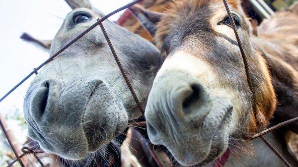 Eşek nüfusu Çin yüzünden tehlike altında