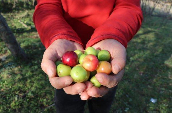 Sonbaharda erik ağacı meyve verdi