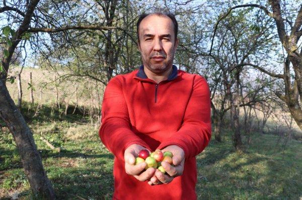 Sonbaharda erik ağacı meyve verdi