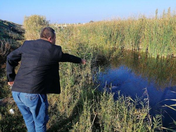 Çanakkale'de balık ölümlerine ilişkin inceleme başlatıldı