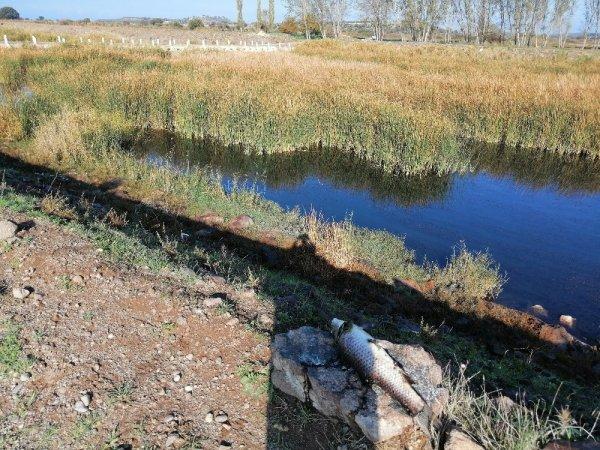 Çanakkale'de balık ölümlerine ilişkin inceleme başlatıldı