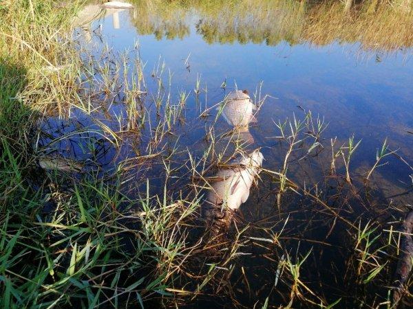 Çanakkale'de balık ölümlerine ilişkin inceleme başlatıldı