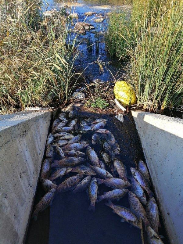 Çanakkale'de balık ölümlerine ilişkin inceleme başlatıldı