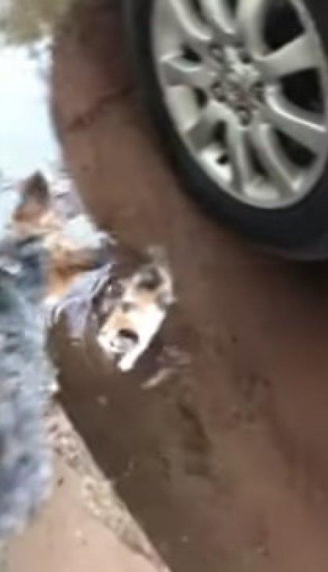 ABD'de yağmurda ıslanan kediye sahip çıkan köpek