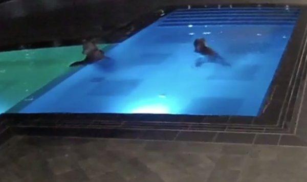 Bulgaristan'daki bir otele giren ayı havuzda keyif yaptı