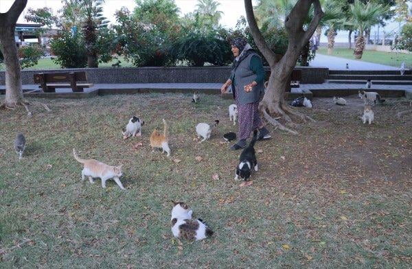 Hatay'da 4 bacağı kesilmiş ölü kedi bulundu