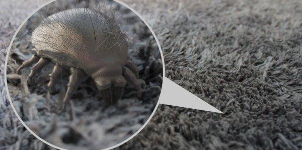 5 yıl kullanılan bir yatakta 10 milyon mite yaşıyor