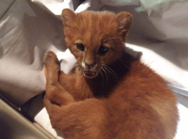 Anneleri ölen hayvanların puma olduğunu öğrendi