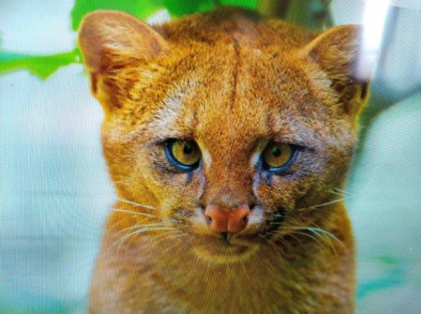 Anneleri ölen hayvanların puma olduğunu öğrendi