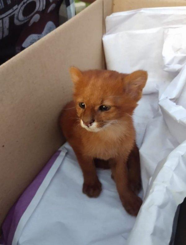 Anneleri ölen hayvanların puma olduğunu öğrendi