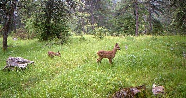 Sakarya'nın doğal yaşamı 'fotokapanlandı'