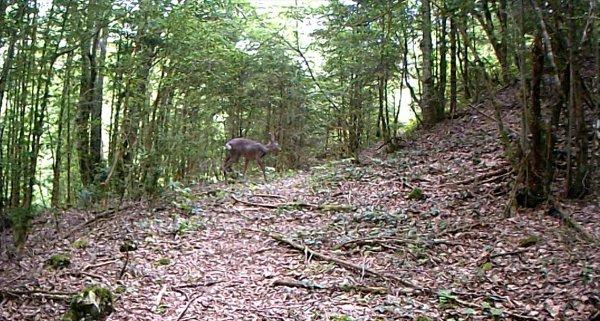Sakarya'nın doğal yaşamı 'fotokapanlandı'