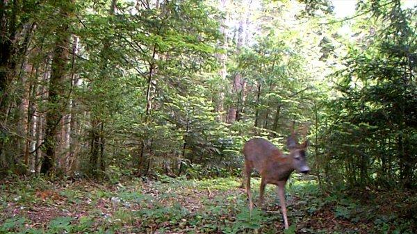 Sakarya'nın doğal yaşamı 'fotokapanlandı'