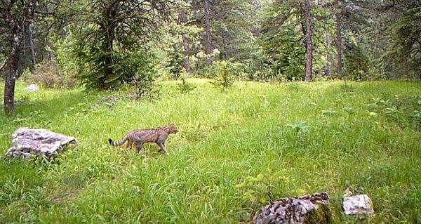 Sakarya'nın doğal yaşamı 'fotokapanlandı'