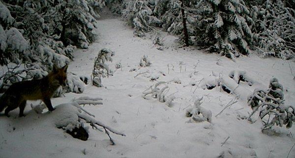 Sakarya'nın doğal yaşamı 'fotokapanlandı'