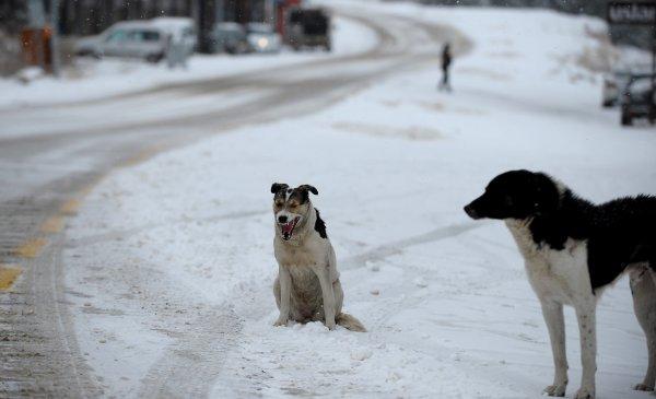 Uludağ'da kar yağışı başladı