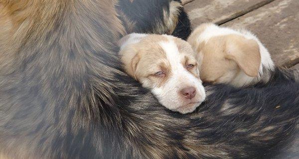 Kansere yenik düştü, beslediği 100 köpek sahipsiz kaldı