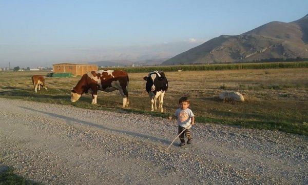 Kahramanmaraş'ta küçük çocuğun köpeğini koruduğu anlar