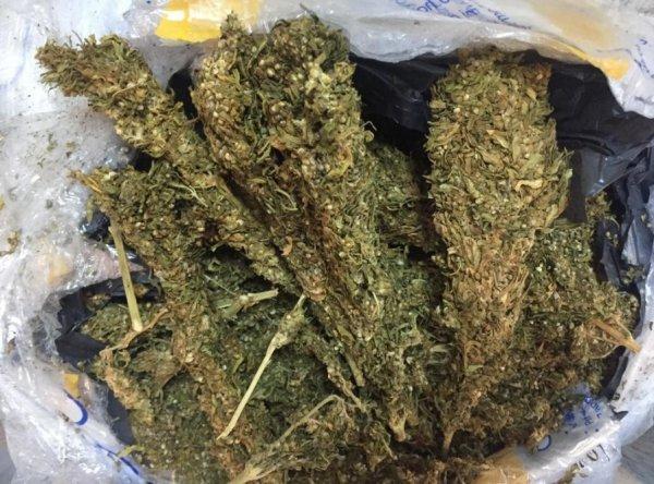 Narkotik köpeği 'Tunga' 721 kilo esrar buldu