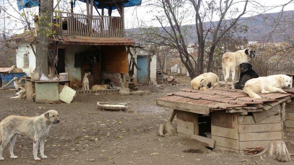 Kansere yenik düştü, beslediği 100 köpek sahipsiz kaldı