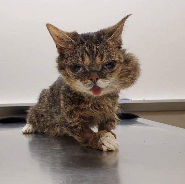 İnternet fenomeni kedi Lil Bub öldü