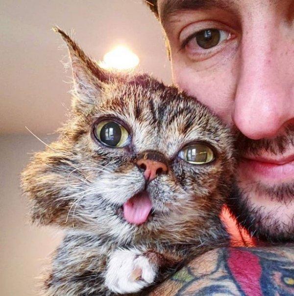 İnternet fenomeni kedi Lil Bub öldü
