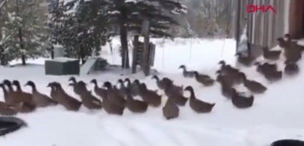 ABD'de ördeklerin kar keyfini dondurucu soğuk böldü