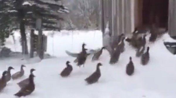 ABD'de ördeklerin kar keyfini dondurucu soğuk böldü