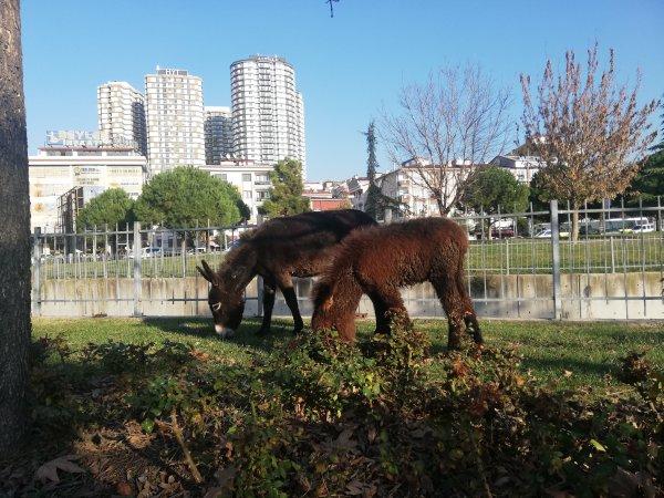 Eşek ve sıpayı gören vatandaşlar hatıra fotoğrafı çekildi