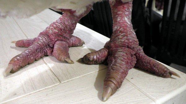 Çorbası 350 dolar olan Ejderha tavuğu