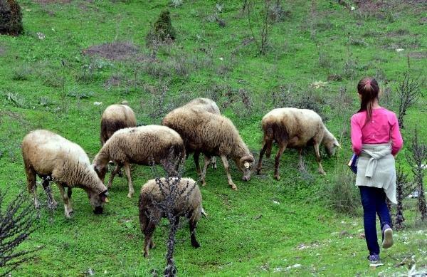 Muğlalı minik Melike hayvanları otlatırken ders çalışıyor