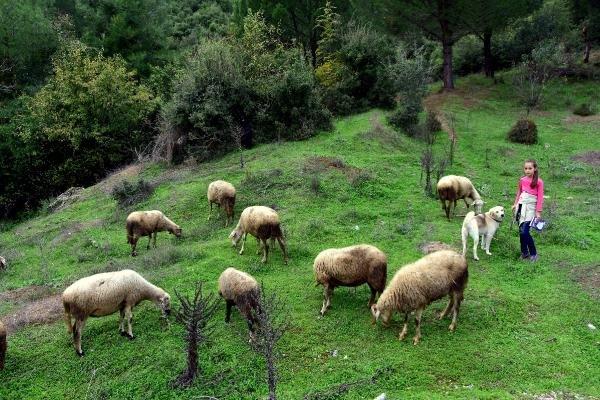 Muğlalı minik Melike hayvanları otlatırken ders çalışıyor