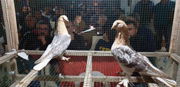 Çorbası 350 dolar olan Ejderha tavuğu