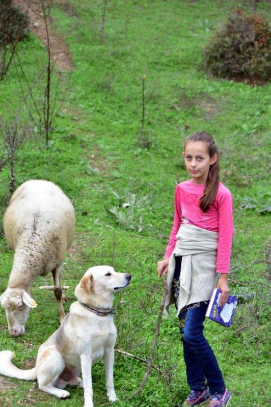 Muğlalı minik Melike hayvanları otlatırken ders çalışıyor